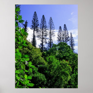 Póster Norfolk Island Pine Trees