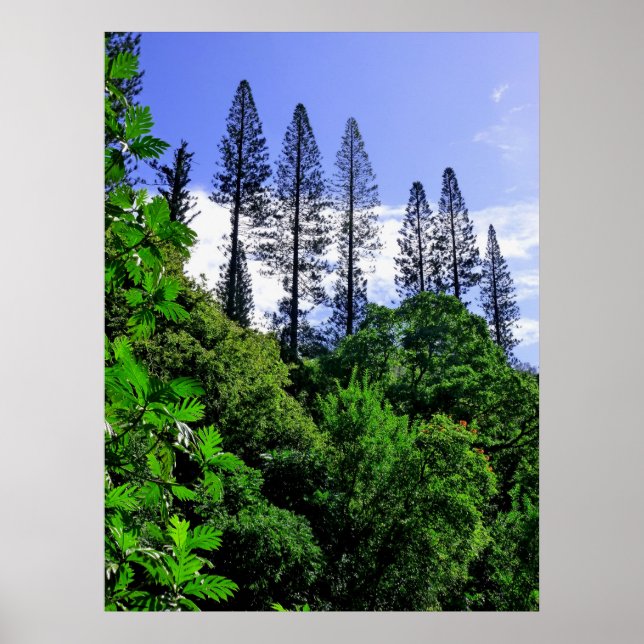 Póster Norfolk Island Pine Trees (Frente)