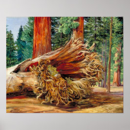 Póster Norte - Calaveras Grove California, gigante caído