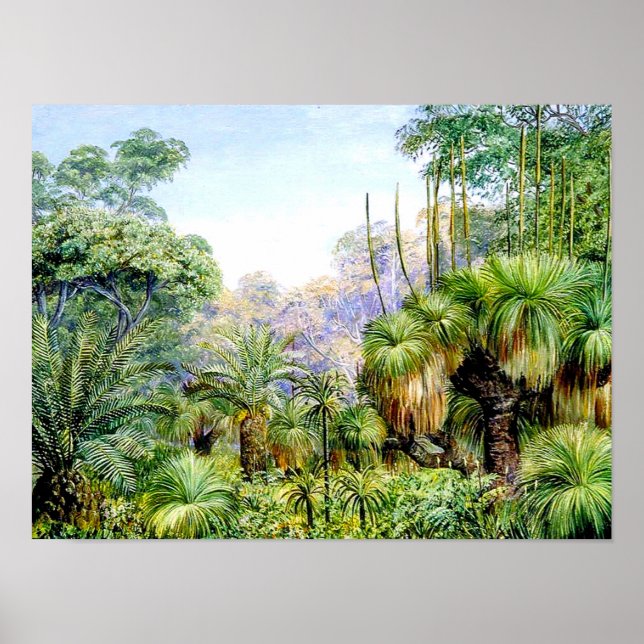 Póster Norte - Escena forestal en Australia Occidental (Frente)