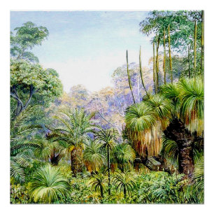 Póster Norte - Escena forestal en Australia Occidental, a