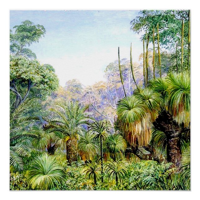 Póster Norte - Escena forestal en Australia Occidental, a (Anverso)
