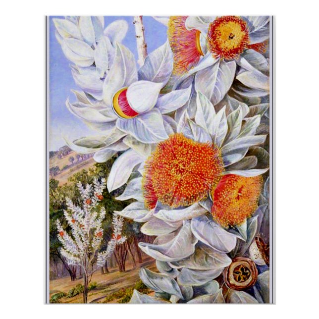Póster Norte - Foliage, flores y vasos de semilla, (Anverso)