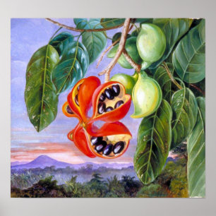 Póster Norte - Follaje y Fruta de Sterculia Parviflora