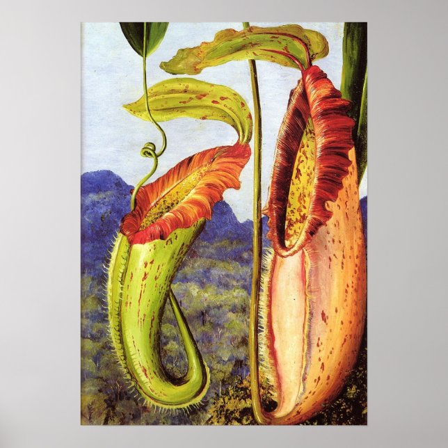Póster Norte - Nepenthes Iana 1876 (Frente)