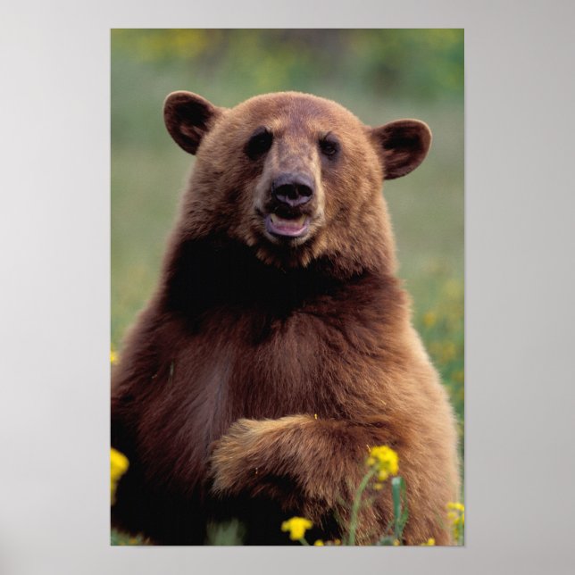 Póster Norteamérica, California, oso negro de canela (Frente)