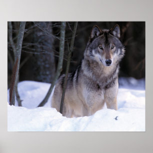 Póster Norteamérica, Canadá, Canadá Oriental, Lobo gris