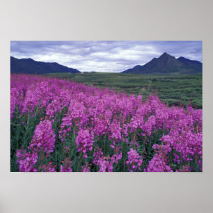 Póster Norteamérica, Canadá, Yukon. Epilobio florece