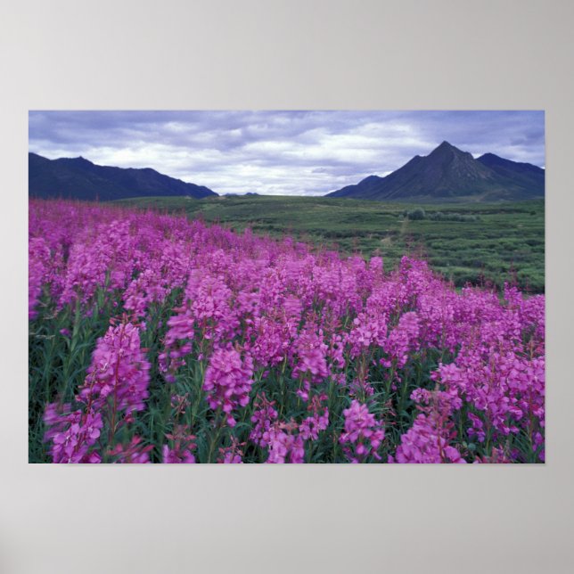 Póster Norteamérica, Canadá, Yukon. Epilobio florece (Frente)