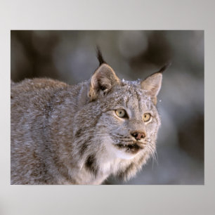 Póster Norteamérica, EE. UU., Alaska, Haines. Lince (Feli