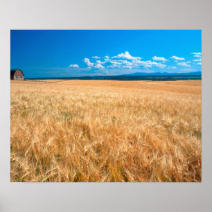 Póster Norteamérica, EE. UU., Idaho. Campo de cebada en