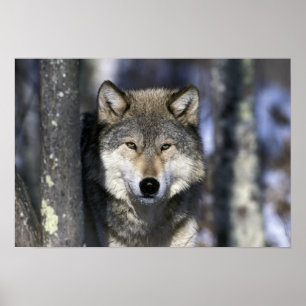 Póster Norteamérica, EE. UU., Minnesota. Lobo Canis