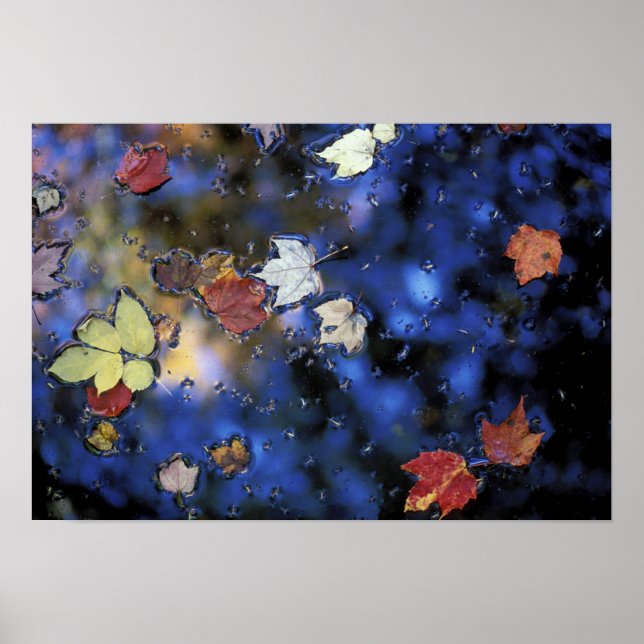 Póster Norteamérica, EE.UU., NH, se va en un estanque al  (Frente)