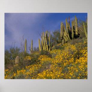 Póster Norteamérica, Estados Unidos, Arizona, Cactus de t