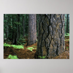 Póster Norteamérica, Estados Unidos, California, Yosemite