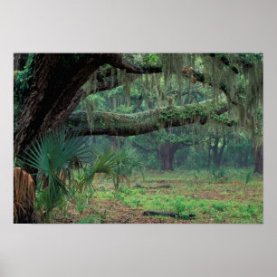 Póster Norteamérica, Estados Unidos, Georgia, Cumberland