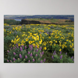 Póster Norteamérica, Estados Unidos, Oregón, Río Columbia