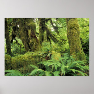 Póster Norteamérica, Estados Unidos, Washington, Olimpiad