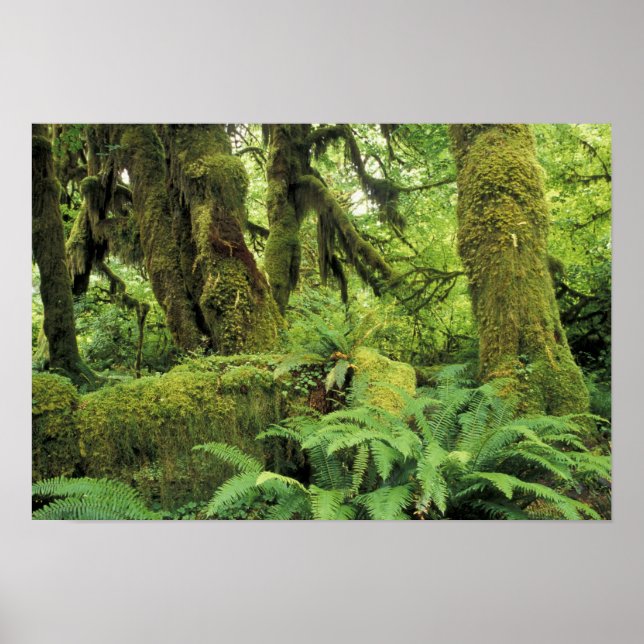 Póster Norteamérica, Estados Unidos, Washington, Olimpiad (Frente)