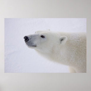 Póster North America, Canada, Manitoba, Churchill. 7