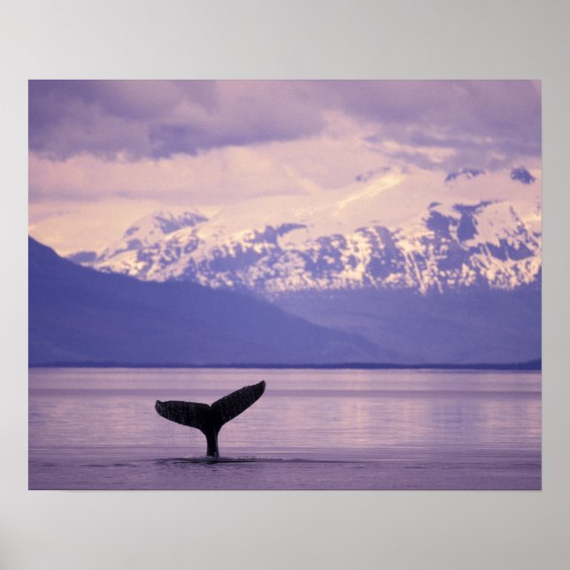 Póster North America, USA, Alaska, Inside Passage. (Frente)