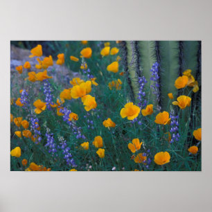 Póster North America, USA, Arizona, Organ Pipe Cactus