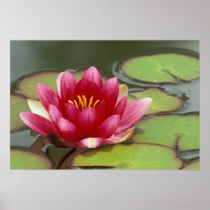 Póster North America, USA, WA, Seattle, Woodland Park