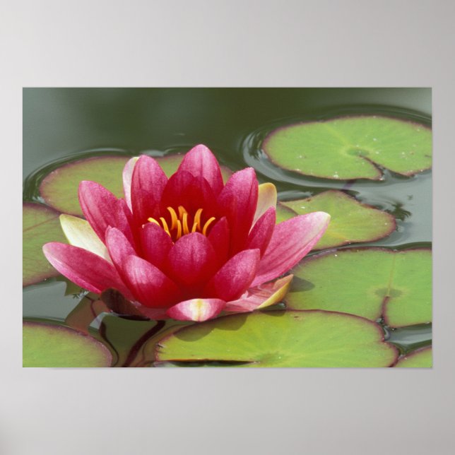 Póster North America, USA, WA, Seattle, Woodland Park (Frente)