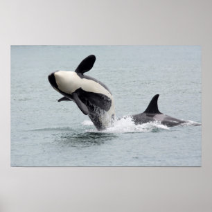 Póster North America, USA, Washington, San Juan