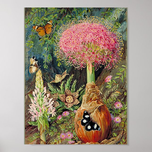 Póster North - Buphane Toricara and Other Flowers (Frente)
