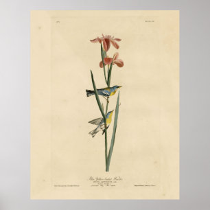 Póster Norther Parula de Aves de América de Audubon