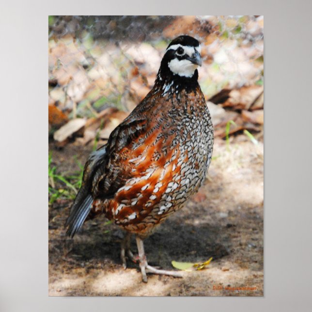Póster Northern Bobwhite (Frente)