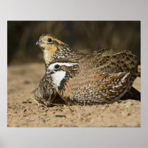 Póster Northern Bobwhite quail babies at pond for drink