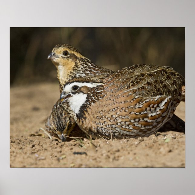 Póster Northern Bobwhite quail babies at pond for drink (Frente)