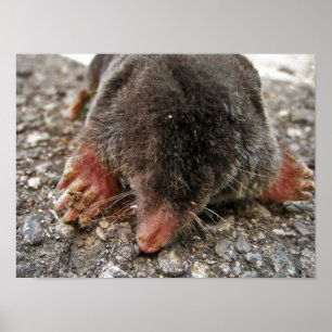 Póster Northern Broadfoot Mole