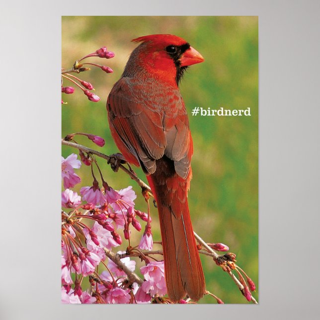 Póster Northern Cardinal (Frente)