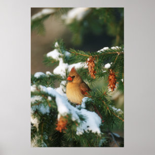 Póster Northern Cardinal in tree, Illinois