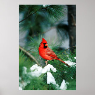 Póster Northern Cardinal male on tree, IL