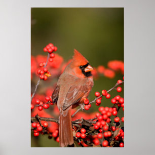 Póster Northern Cardinal on Common Winterberry