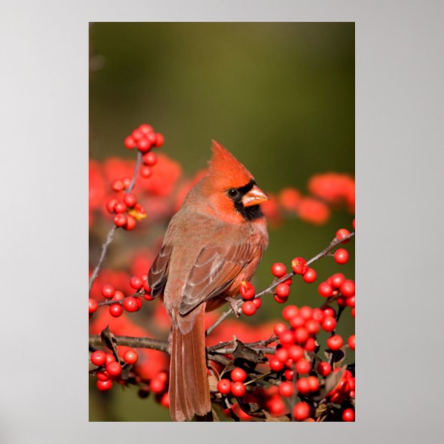 Póster Northern Cardinal on Common Winterberry (Frente)
