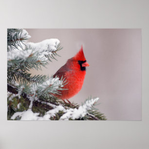 Póster Northern Cardinal Perched In A Tree