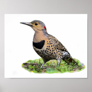 Póster Northern Flicker on the Ground