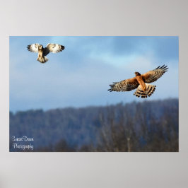 Póster Northern Harrier and Short=Earl Owl Poster