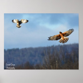 Póster Northern Harrier and Short=Earl Owl Poster