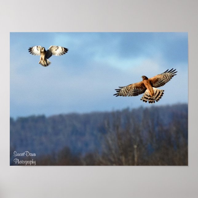 Póster Northern Harrier and Short=Earl Owl Poster (Frente)