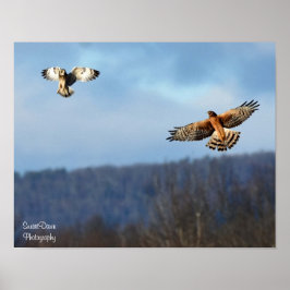 Póster Northern Harrier and Short=Earl Owl Poster