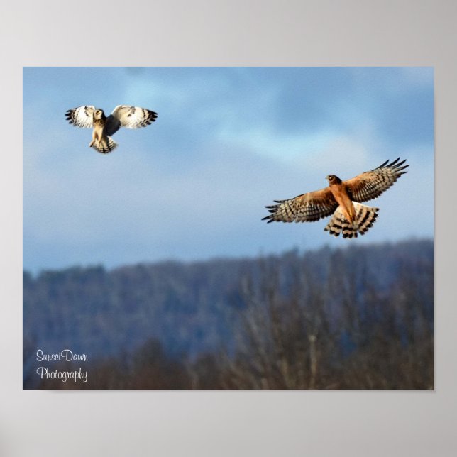Póster Northern Harrier and Short=Earl Owl Poster (Frente)