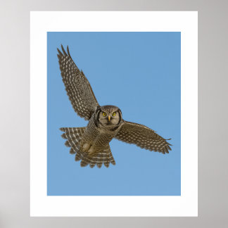 Póster Northern Hawk Owl in Flight Wildlife Art Prin