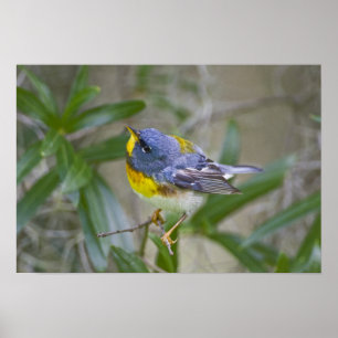 Póster Northern Parula Parula americana)