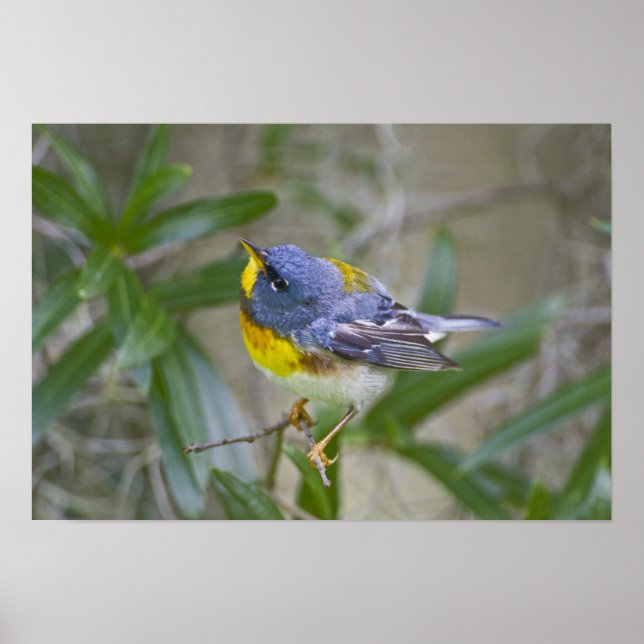 Póster Northern Parula Parula americana) (Frente)